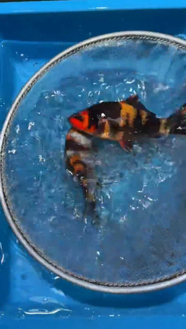 锦鲤点关注右下角竞拍链接出价