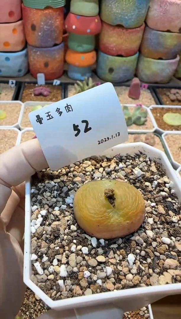 【闪购商品】25.1.13-52