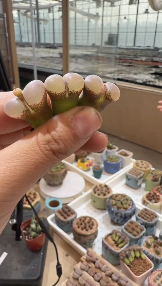 128多肉植物肉锥一颗