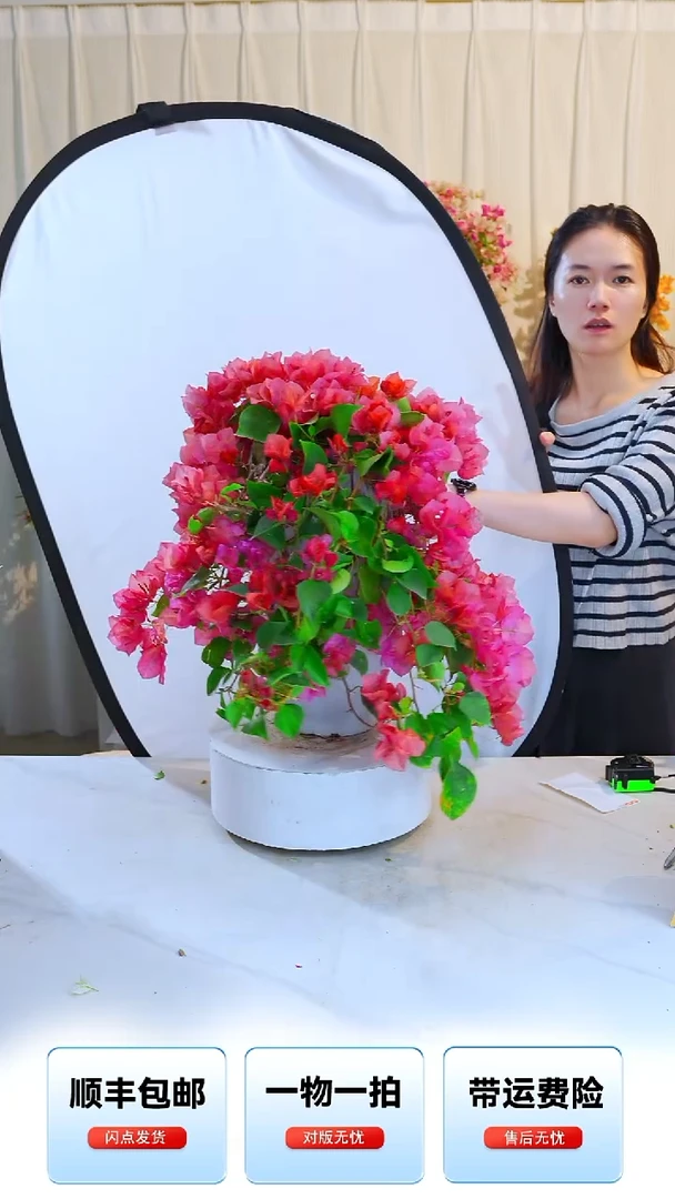 大部分开放少量花苞暗斑日落