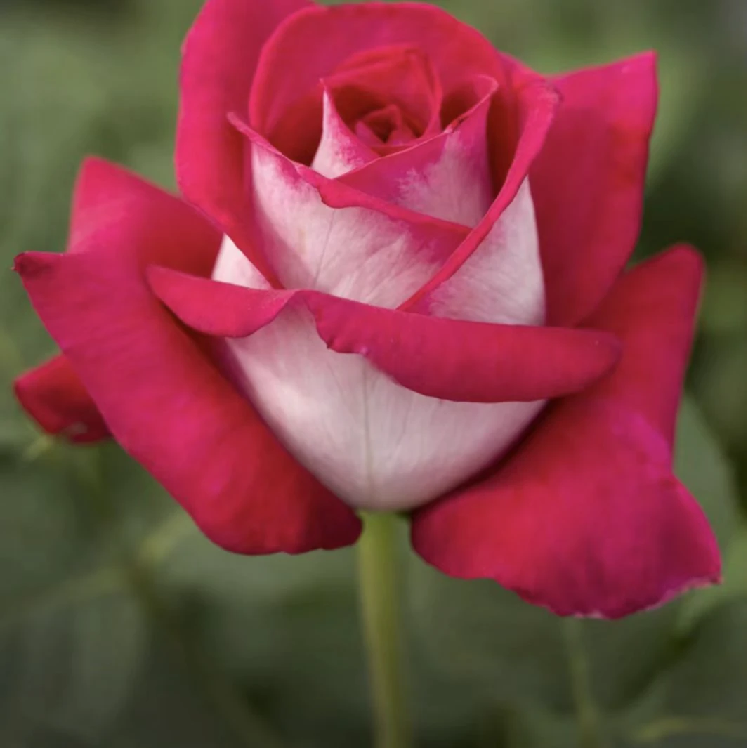 莫妮卡贝鲁奇四季开花大花浓香切花月季花苗玫瑰阳台庭院玫瑰盆栽