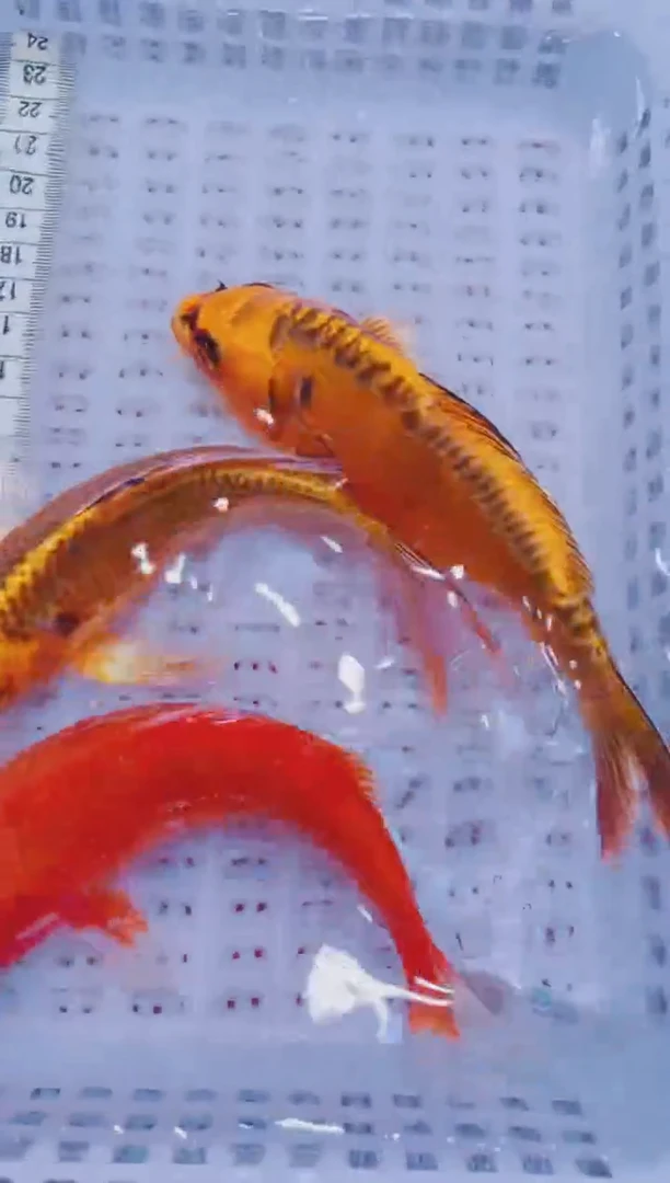 锦鲤血统锦鲤全场包邮36