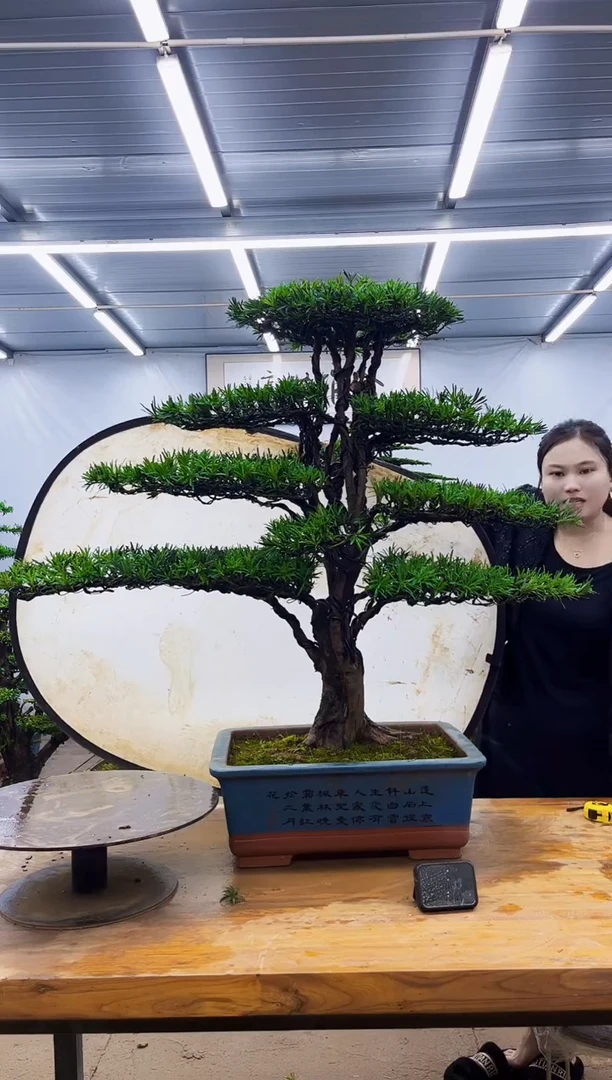无花朵一物一拍，所见即所得