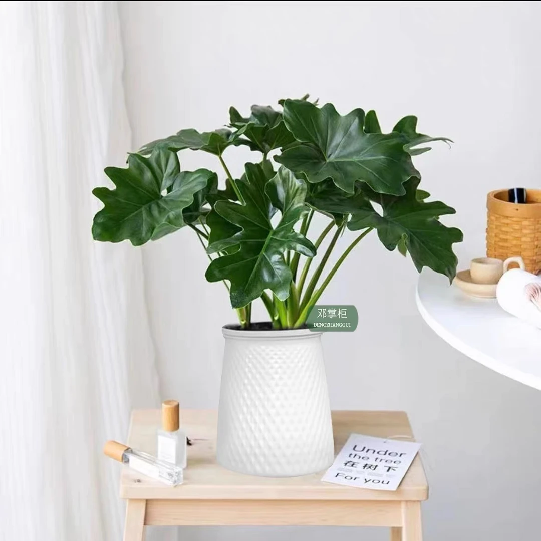 室内绿植春羽盆栽大叶水培好养花卉净化空除甲醛