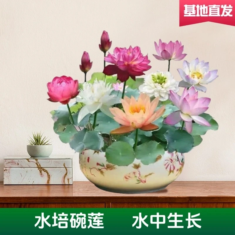 3包【水培碗莲种子】睡莲花卉好养种籽荷花盆栽客厅四季水养