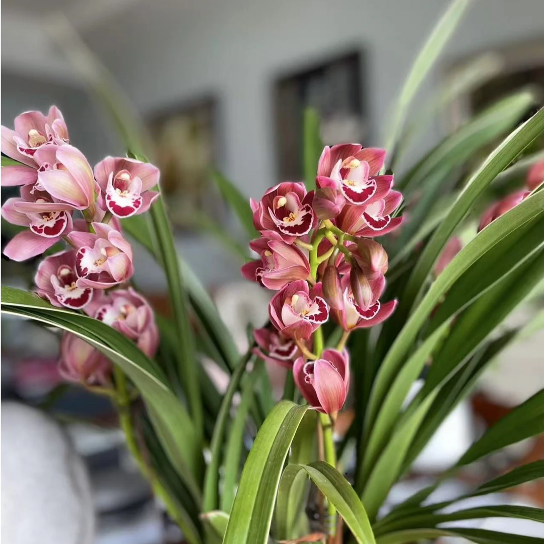 【中国龙】大花蕙粉色系列栽种好带花苞发货