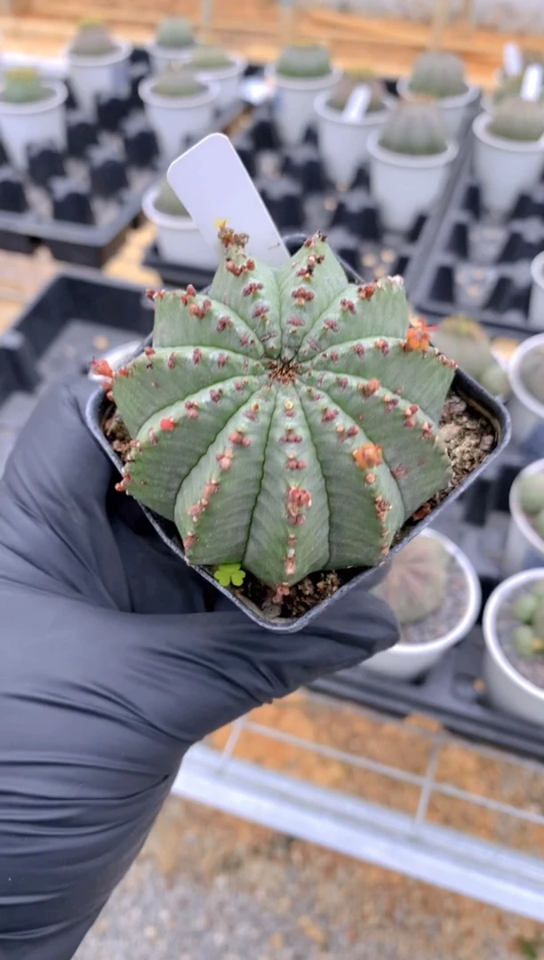 【闪购商品】魁伟玉FB-2710