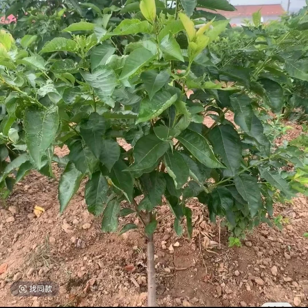 车厘子黑珍珠庭院盆景造型