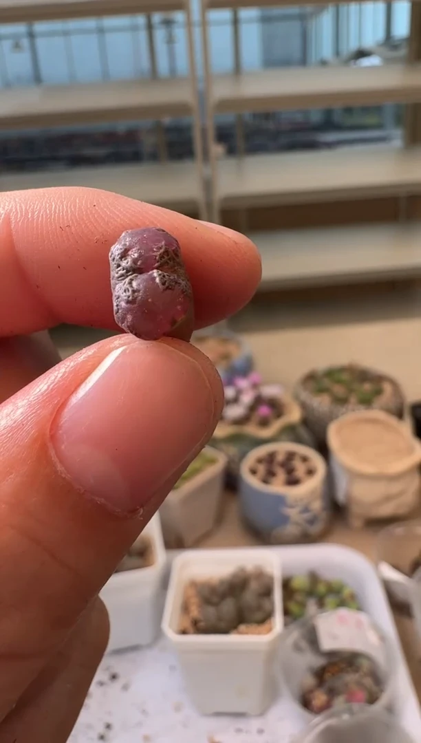 28-361多肉植物肉锥超蝶瑕疵