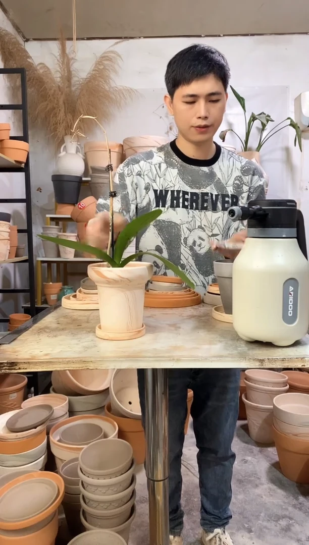 13*13玛奇朵蘑菇 1盆1托