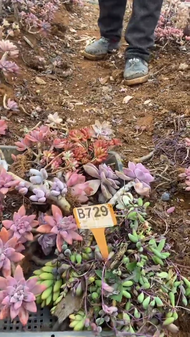 【闪购商品】B729清风花木兰多肉组合