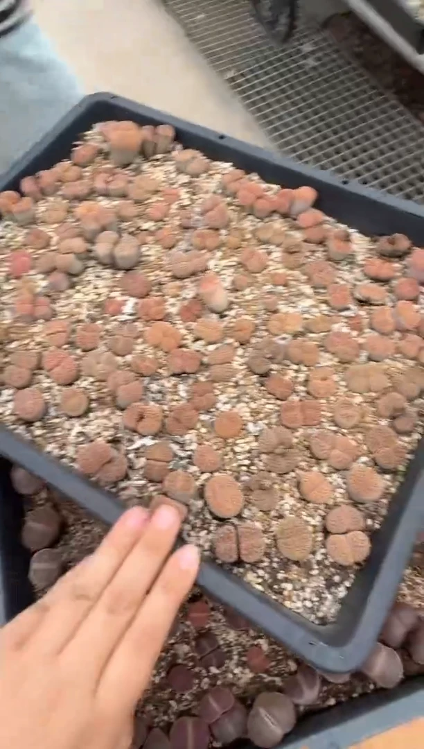 肉锥生石花脱土发10-404