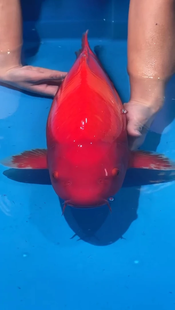 锦鲤佛山金隆锦鲤直播专用闪购链接，不支持7天无理由退货退款