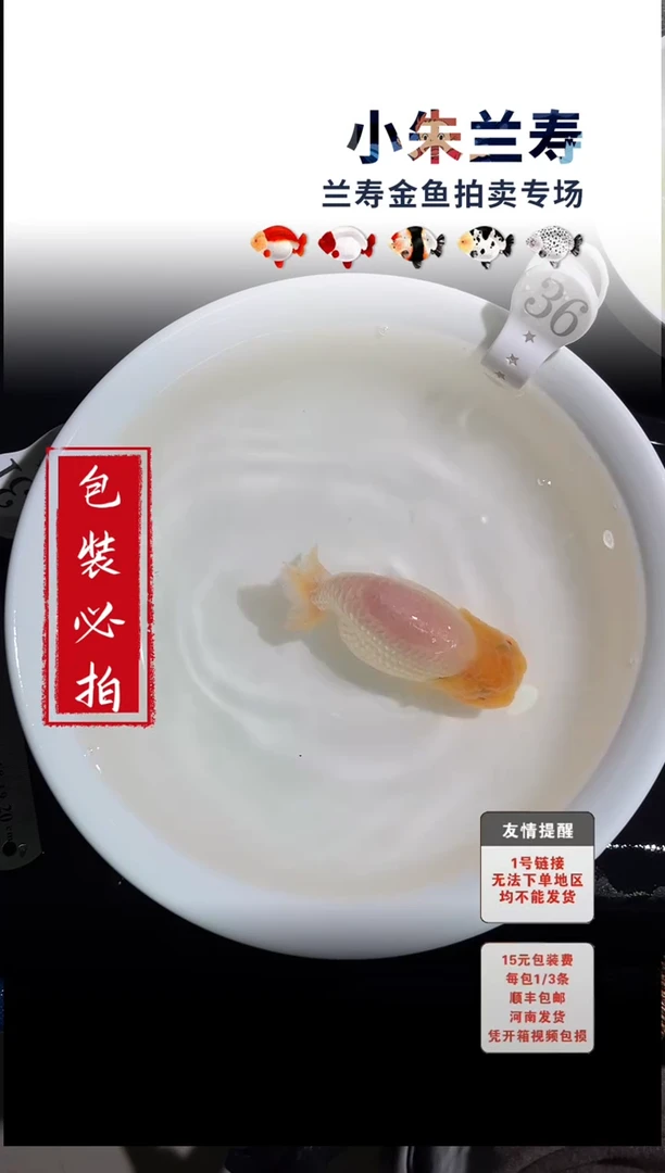 金鱼包装必拍未拍顺丰到付36号