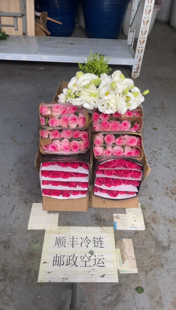 佛洛依德20枝+洛神20枝+白桔梗800克+黄莺