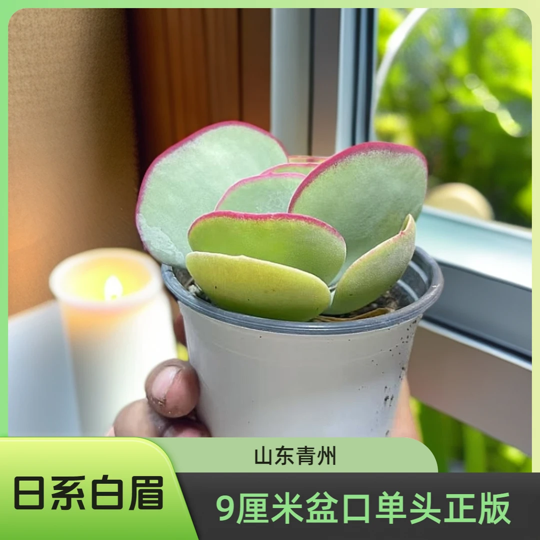 白眉单头（10厘米盆）多肉