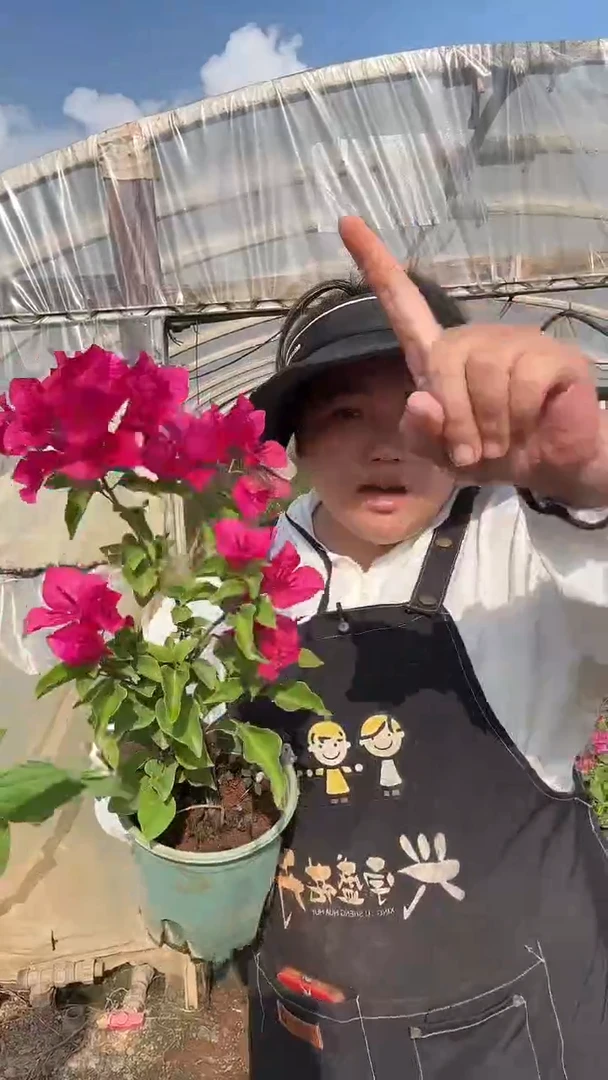 完全开放巴特夫人0.5