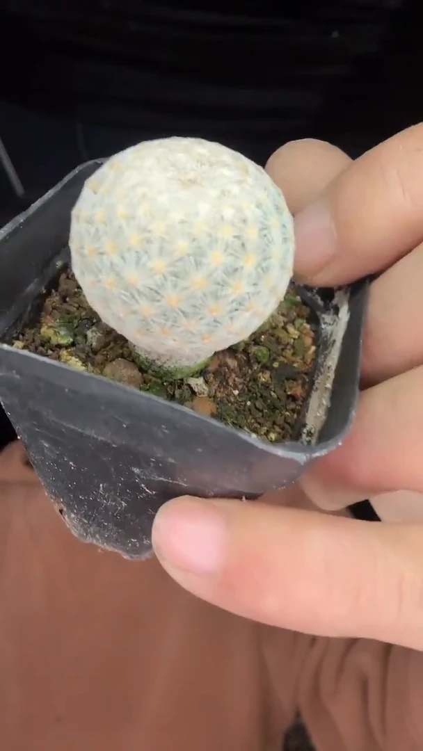 实生阿九丽丸19.99