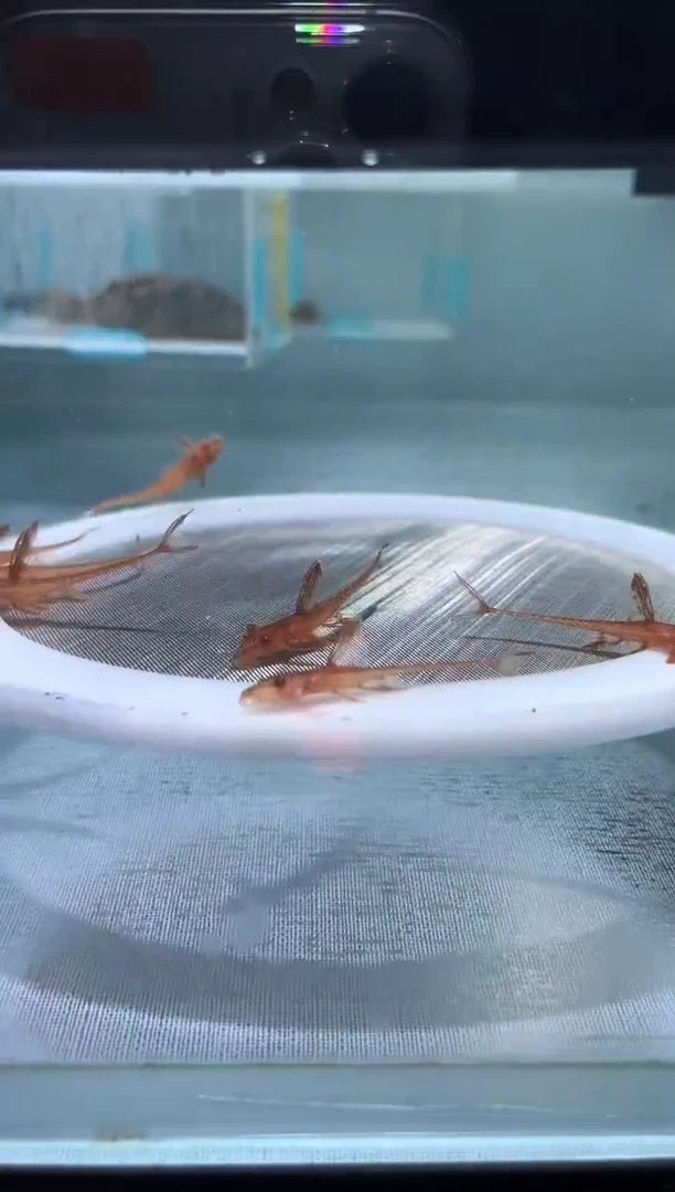 清道夫4.5不包入缸损大圆盒  红蜻蜓7条