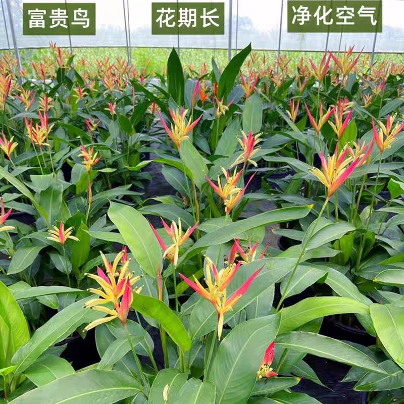 富贵鸟常年开花绿植室内客厅吸甲醛四季开花办公室