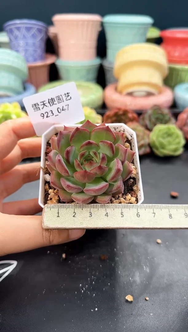 923-047青山（冠幅5cm）