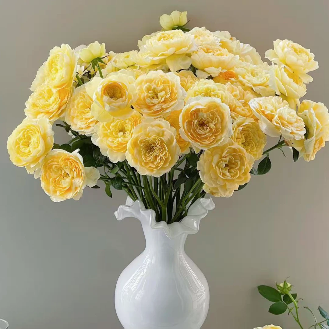 【懒洋杨】蜜柚汁阳台 多头玫瑰 超长待机 明媚黄色系 斗南基地直发