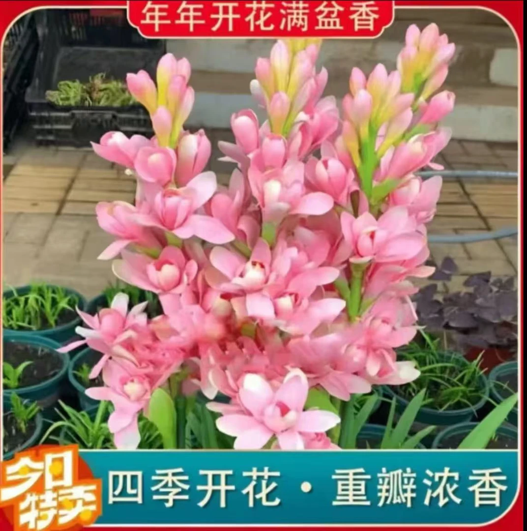 重瓣晚香玉种球【拍一发三】现挖带芽头发货新种根种植花开香满园