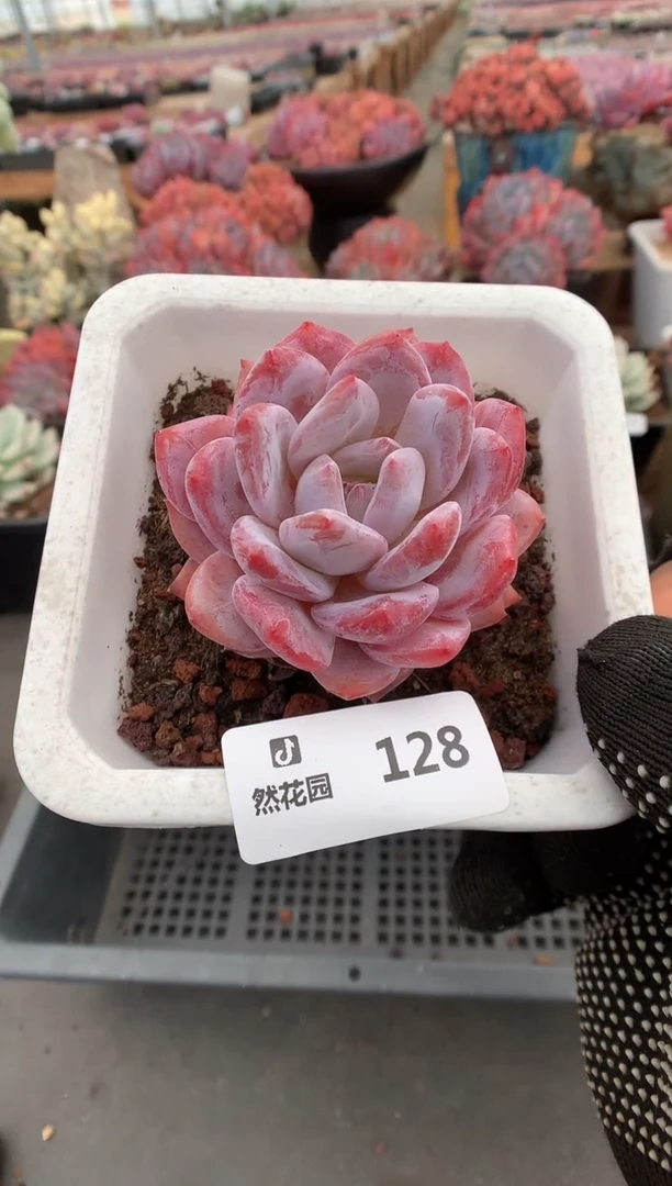 128雪天使一物一拍