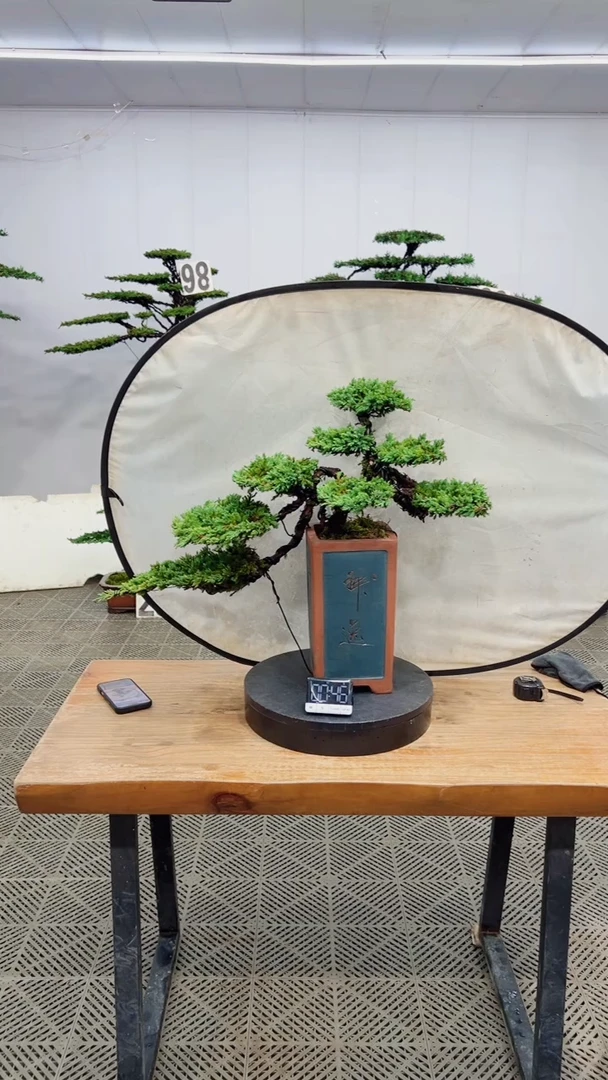 无花朵造型盆景一物一拍