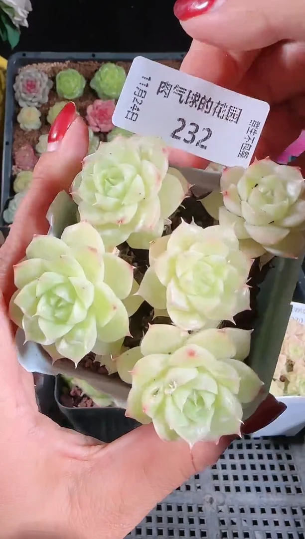 1124-232群生不包整