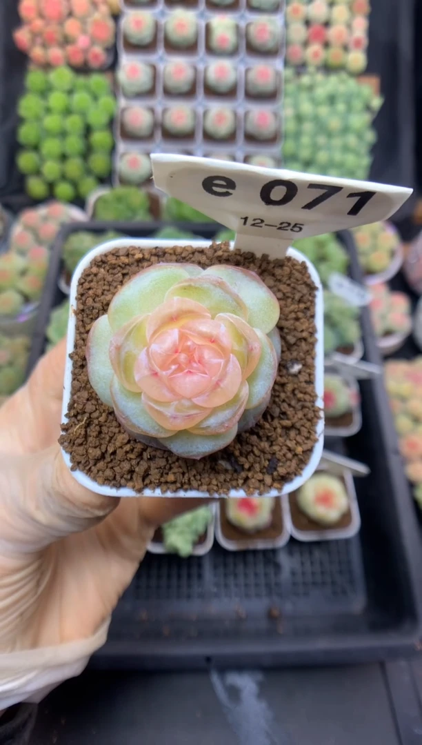 e071 雨果 可带盆土 19.9