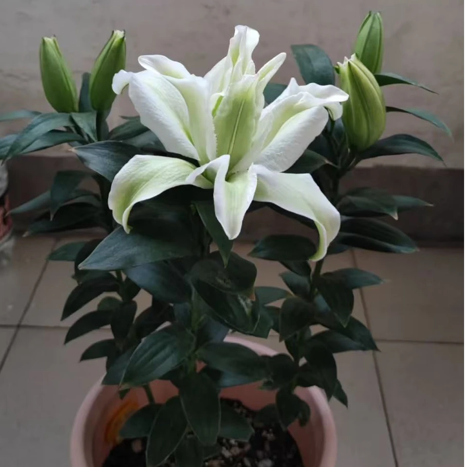 【赞普皇后/女王】14/16进口东方重瓣百合香水百合种球云南鲜花种球