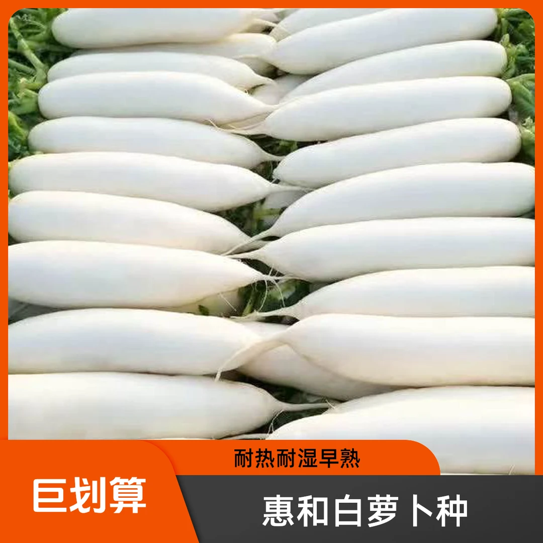 上海惠和品牌白萝卜耐热生长快早熟高产的夏菜种大全蔬菜种子