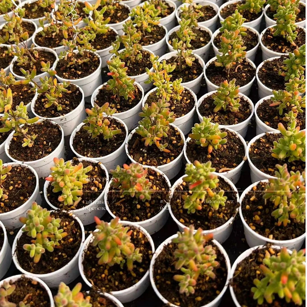 51-100号多肉植物枝干番杏金桔蜜橘新手组合8颗