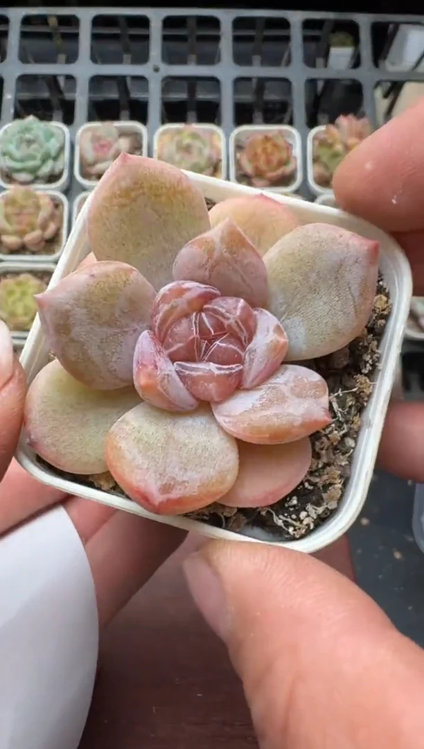 267N带盆土发 当场拍3颗以上包柚 多肉植物 一物一拍
