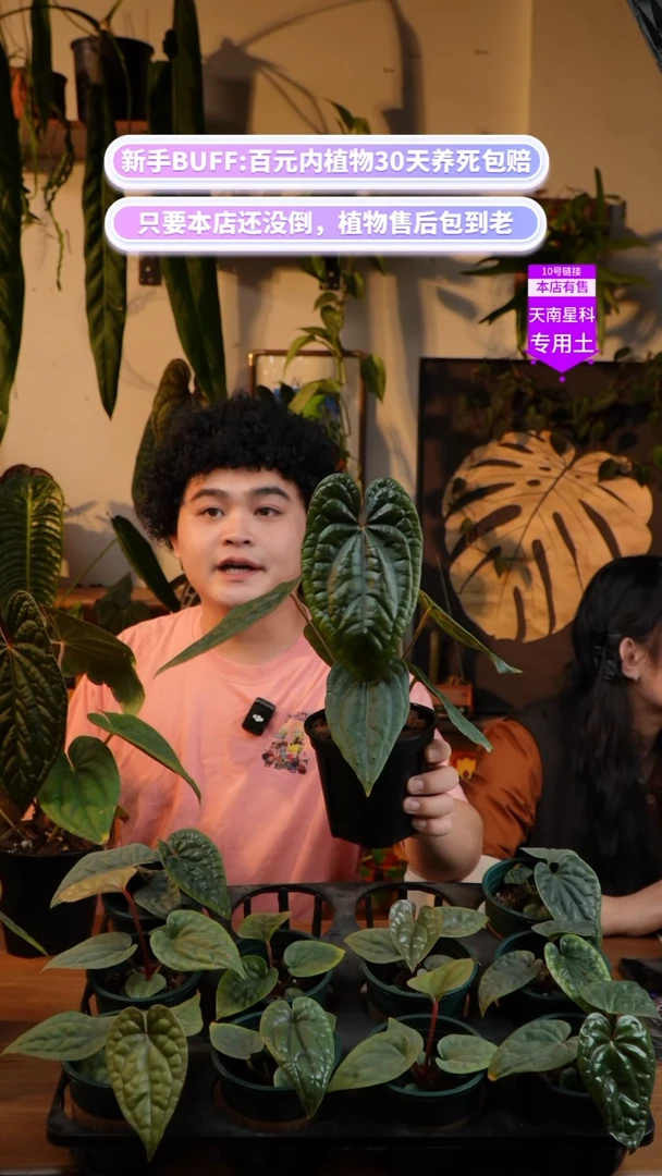 不开花植物龙奢（夜龙x奢华）