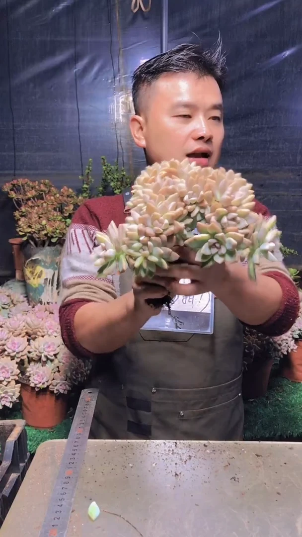 139淡雪缀化一物一拍