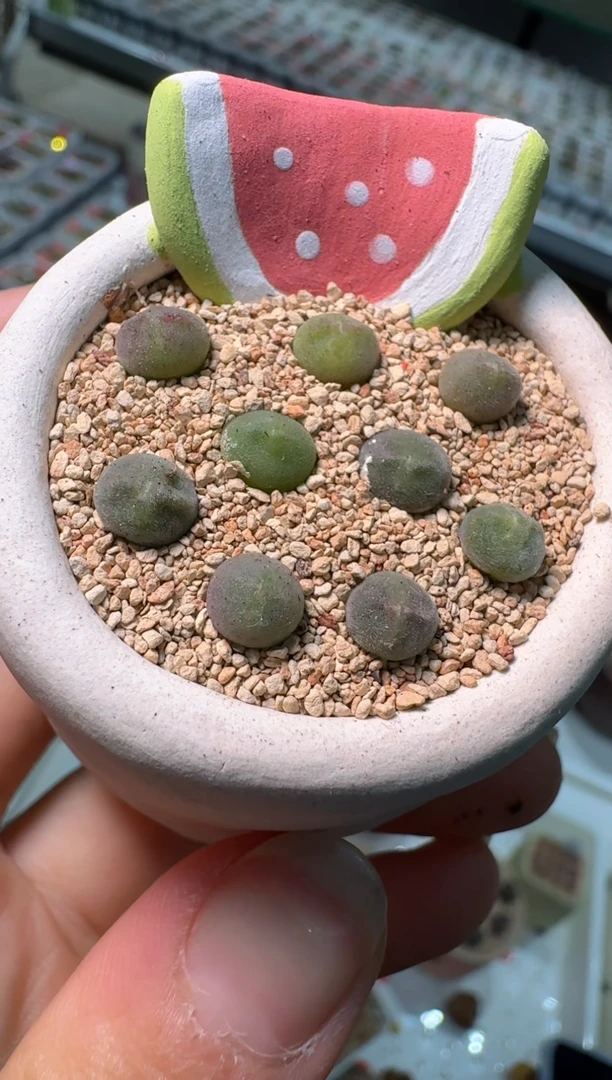 211多肉植物肉锥猫耳空蝉一颗