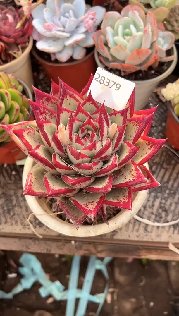 阳****沫多肉植物一物一拍28379