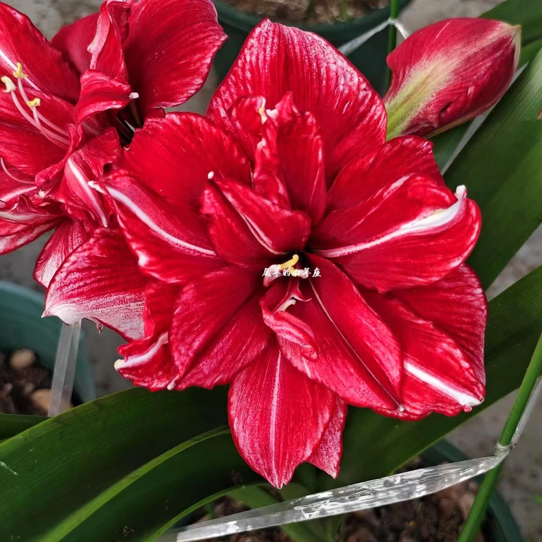 【冰与火】包对版朱顶红种球重瓣自然球【送肥料】