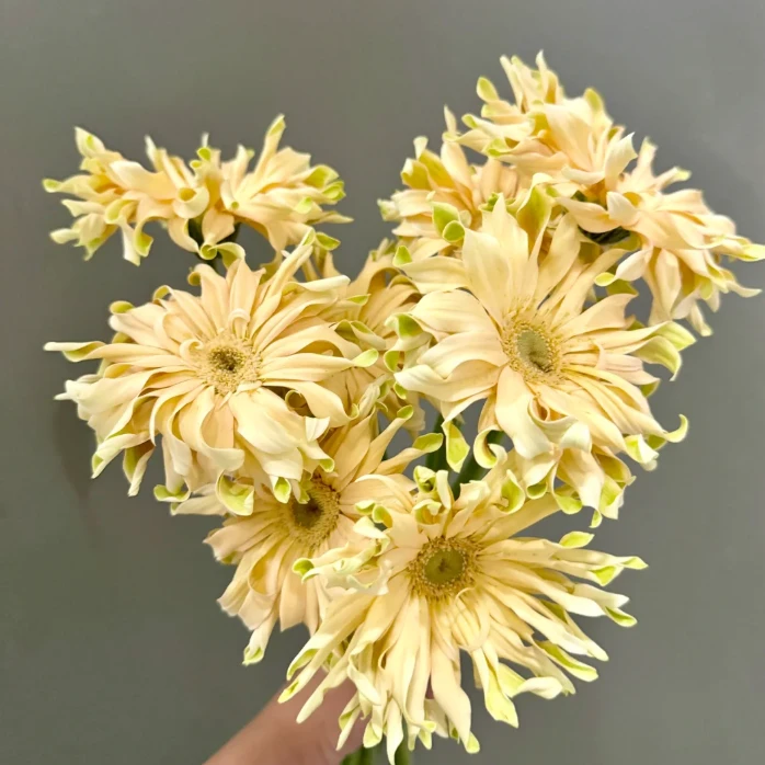 【拾花拾木】香格里拉卷边非洲菊家用鲜花向日葵云南鲜花