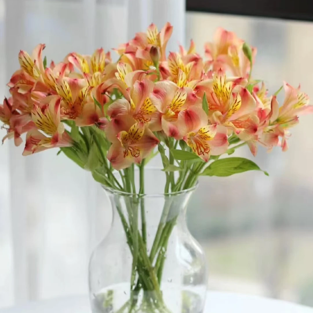 橙色水仙百合六出花 云南鲜花居家水养真花鲜切花昆明基地直发