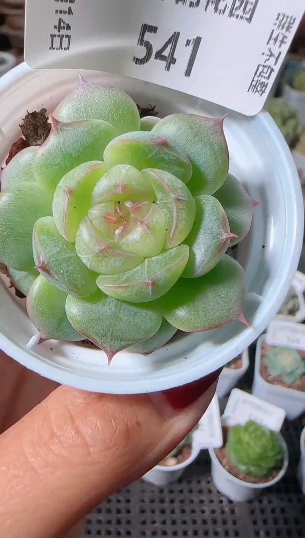 1114-541海王星群生不包整