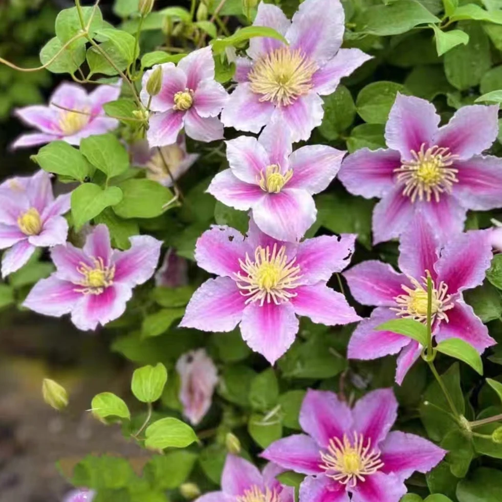 小鸭二类晚花铁线莲耐寒耐热早花品种南北方庭院盆栽花卉