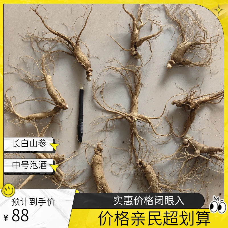 【中号】12-13林下鲜参煲汤泡酒煮茶泡水滋补食材人参