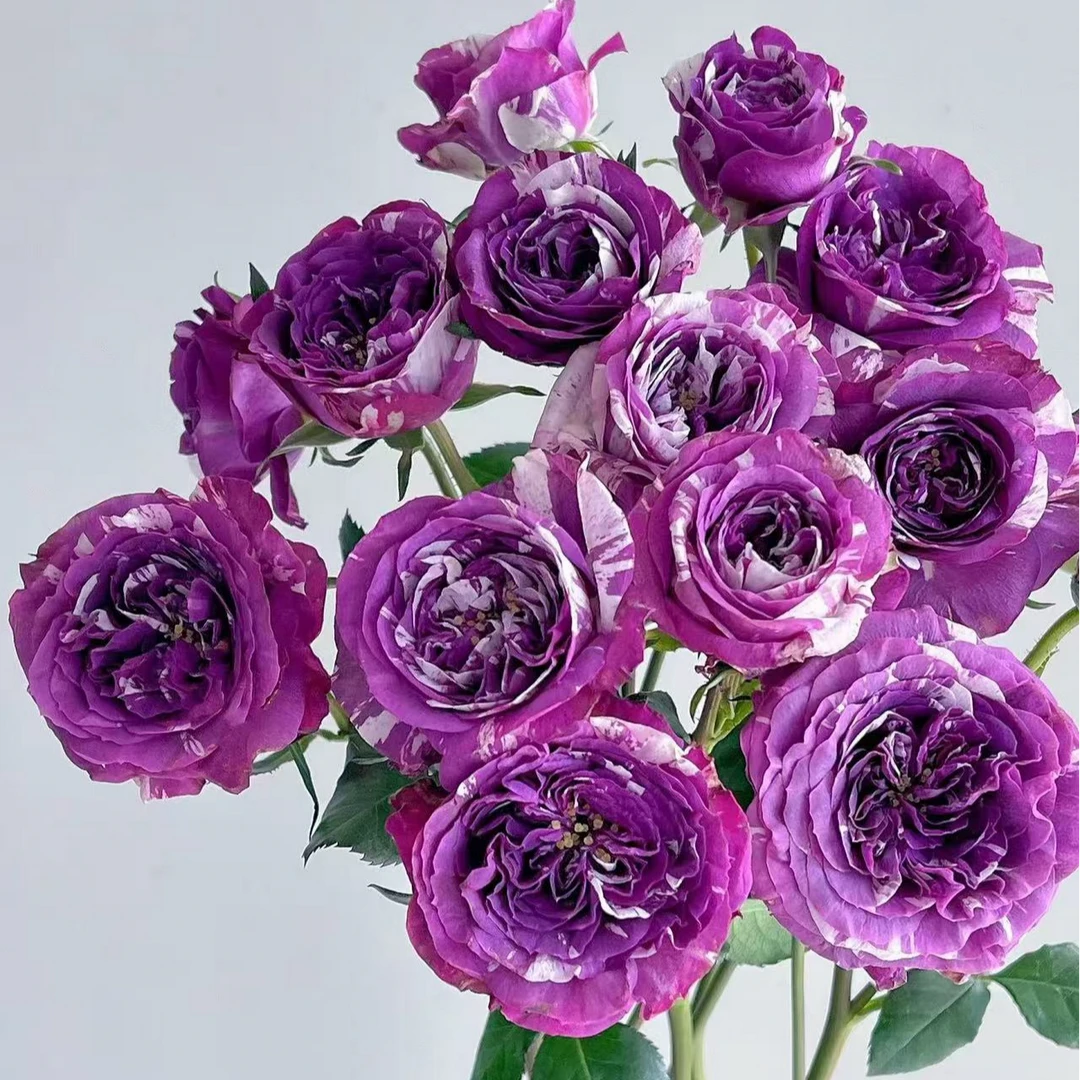 【芬芳宝石】稀有多头玫瑰 玖枝花优选 云南基地直发鲜花儿