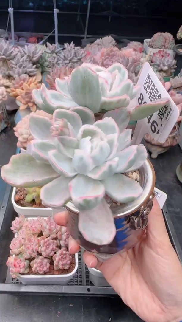 【闪购商品】8046.