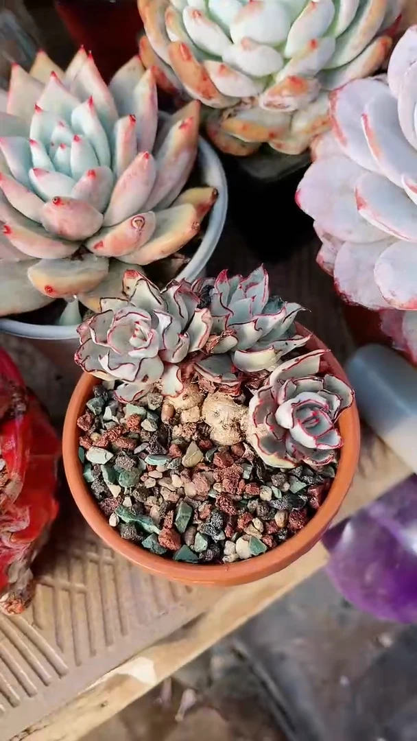 【闪购商品】17147