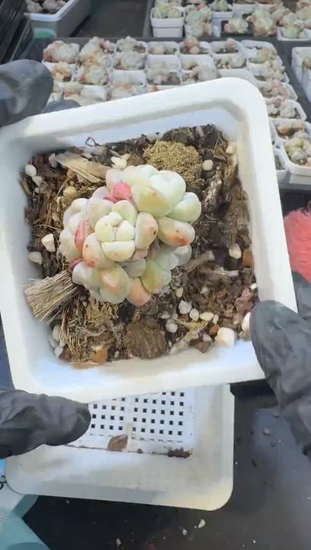 【闪购商品】33号到手一框江北多肉一物一拍