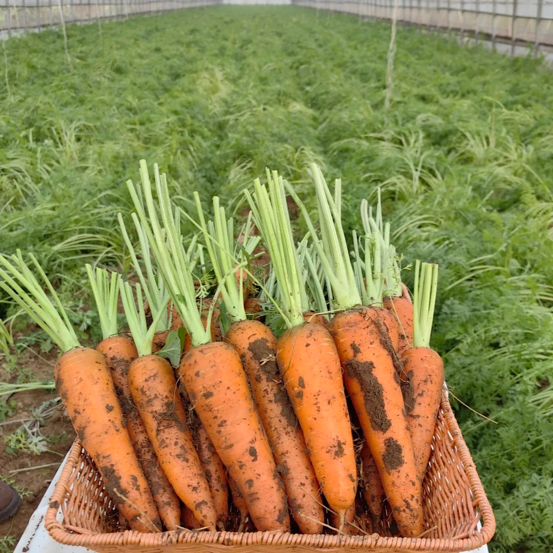 天津武清本地水果胡萝卜5斤装顺丰包邮